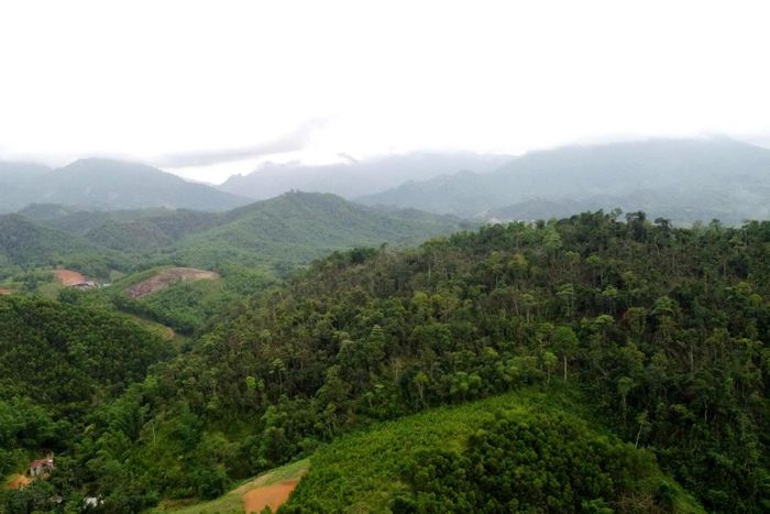  Sau rất nhiều giờ băng rừng, nhóm thợ săn đến khu vực được xác định có những tổ ong lớn. Tuy nhiên, để không về tay không, những người thợ săn phải đứng lặng quan sát hướng bay của đàn ong dưới những tán lá dày đặc. Khi xác định được đường bay, họ mới bắt đầu lần theo dấu vết để tìm đến tổ mật. 