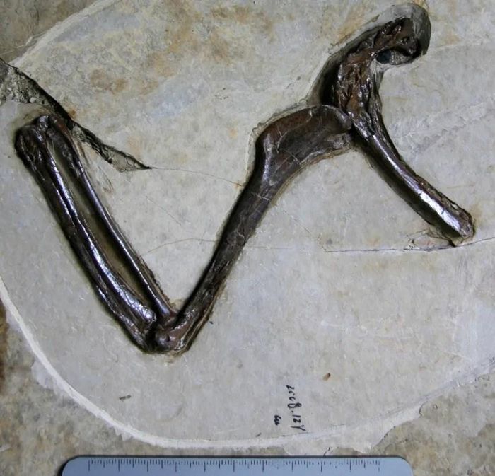 Hóa thạch Jian changmaensis được bảo tồn ở dạng ba chiều hiếm gặp, dù chỉ còn lại một số mảnh xương. Ảnh: Hailu You