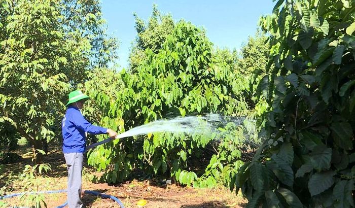 Đến mùa khô, các vùng trồng cà phê nông dân lại gặp khó với nguồn nước tưới