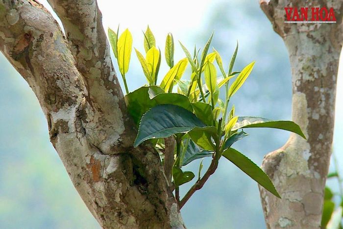 Ngoài những điểm du lịch, văn hóa, du khách còn có thể trải nghiệm hái và thưởng thứ những chén trà Shan tuyết trứ danh với hương vị đậm đà