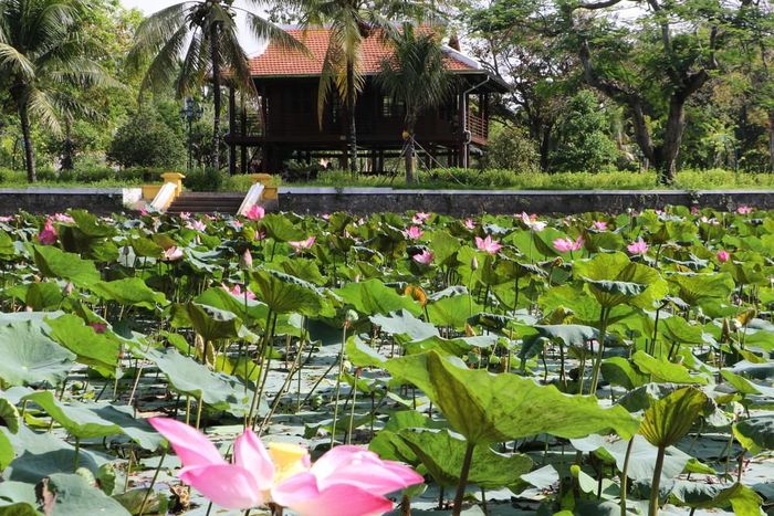 Hồ sen bên Nhà sàn Nhà sàn Bác Hồ tại Đồng Tháp. Ảnh: Hồng Thái - TTXVN