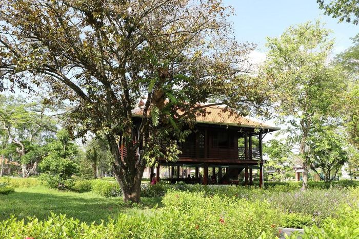 Cây vú sữa được trồng vào đúng vị trí mà Bác đã trồng ở Nhà sàn tại Hà Nội. Ảnh: Hồng Thái - TTXVN