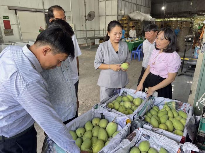 Đoàn công tác Ủy ban nhân dân phường Bình Đông tìm hiểu sản phẩm xoài tại tỉnh Đồng Tháp.