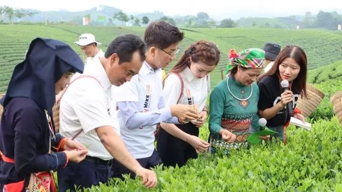 Du khách tham quan đồi chè xanh mướt. (Ảnh: TTXVN)