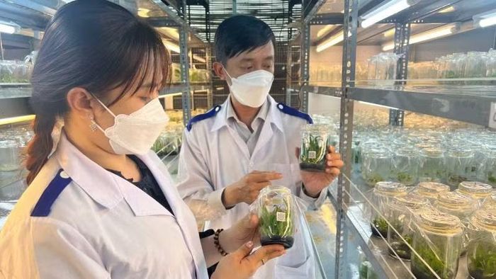 Ngành Nông nghiệp và Môi trường tỉnh Vĩnh Long đẩy mạnh ứng dụng khoa học công nghệ trong sản xuất cây giống.