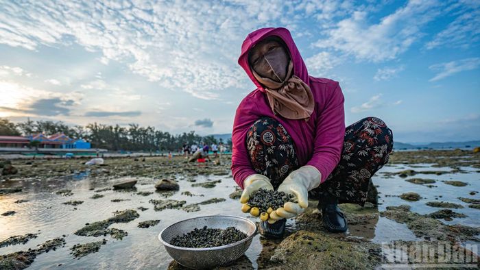 Theo người dân địa phương, loại ốc nhỏ xuất hiện rất nhiều khi nước rút là thứ thức ăn rất ưa thích của tôm hùm, vì vậy, nhiều người dân đã không bỏ lỡ dịp này để tăng thu nhập cho gia đình.