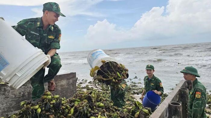 Bộ đội biên phòng thu gom lục bình ở biển Hồ Tràm.