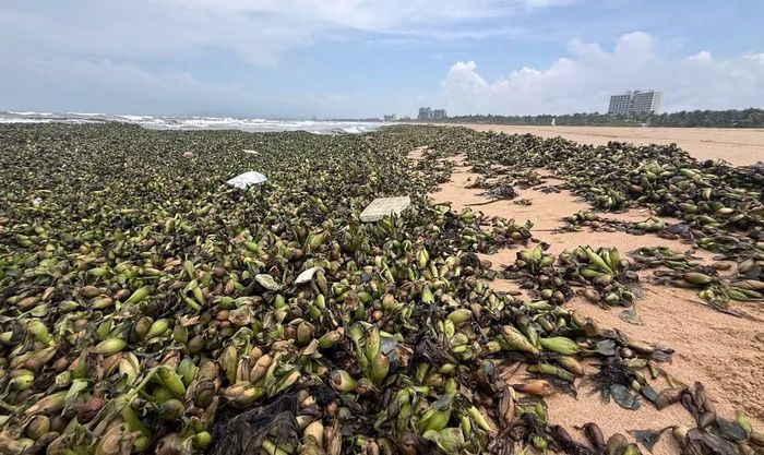Lục bình tấp vào biển Hồ Tràm dày đặc.
