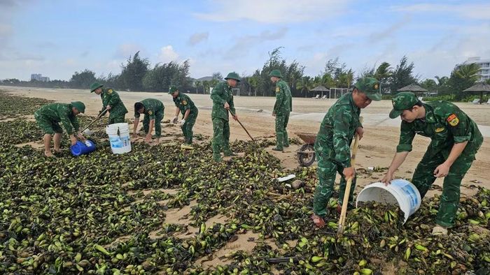 Bộ đội thu gom lục bình ở biển Hồ Tràm