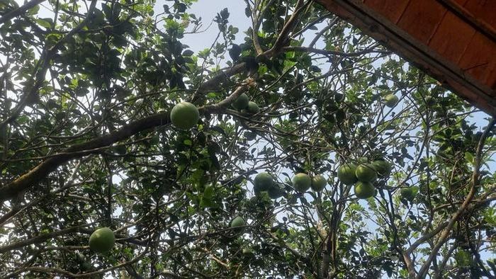 Vùng bưởi hơn 450 ha đang góp phần tạo sinh kế cho hàng trăm hộ dân trên cù lao.