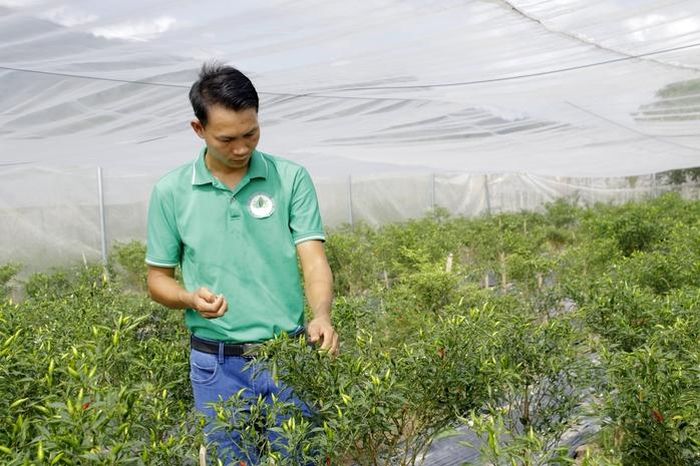 Rau gia vị xuất khẩu là hướng đi mới giúp HTX Châu Pha nâng cao giá trị sản phẩm.