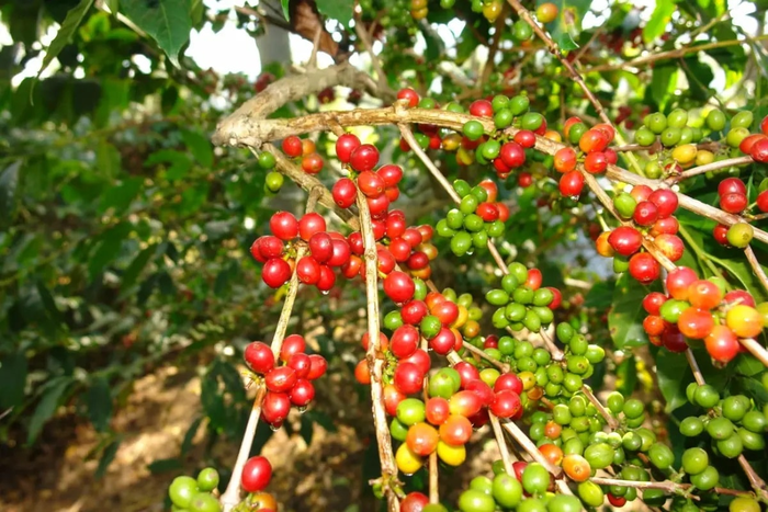  Giá cà phê trong nước giảm bình quân 1.200 đồng/kg. Ảnh minh họa: baonghean.vn 