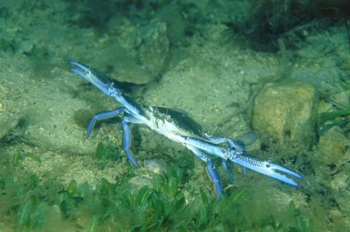 Ảnh: Wikimedia Commons. 