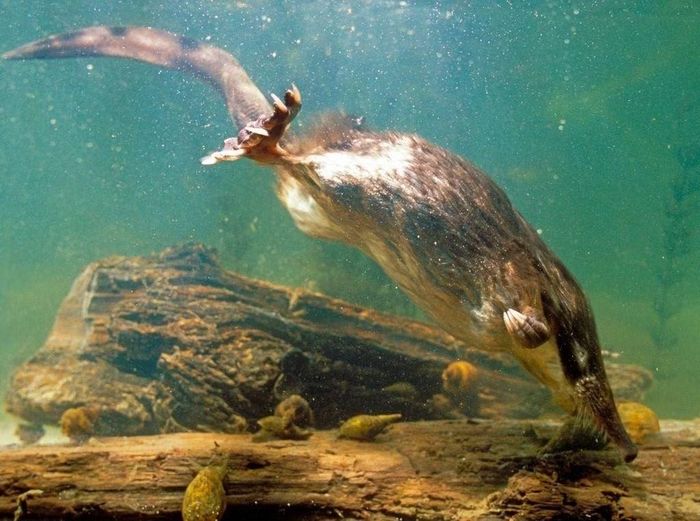 Ảnh: animalworld.com