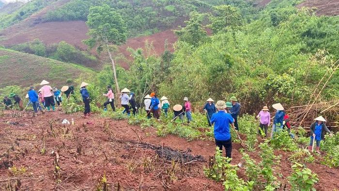 Khoảng 2000 hố đất chuẩn bị xuống giống đã hoàn thành.