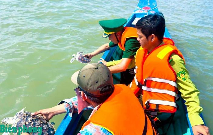 Cán bộ Đồn Biên phòng Tam Giang Tây, Bộ đội Biên phòng tỉnh Cà Mau cùng người dân và lực lượng Kiểm lâm thả cá thể đồi mồi và vích về lại biển. Ảnh: Hoàng Tá