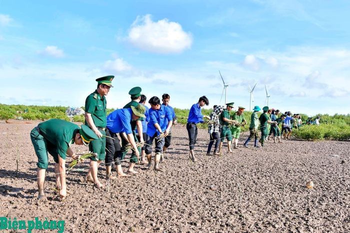 Cán bộ, chiến sĩ Bộ đội Biên phòng thành phố Cần Thơ phối hợp với đoàn viên, thanh niên và nhân dân địa phương tham gia trồng rừng phòng hộ ven biển. Ảnh: Văn Long