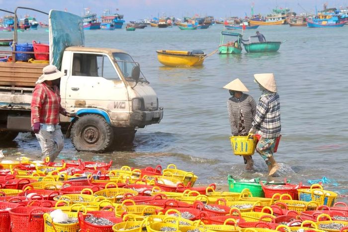 Không chỉ đàn ông, nhiều phụ nữ cũng tham gia vận chuyển cá thuê