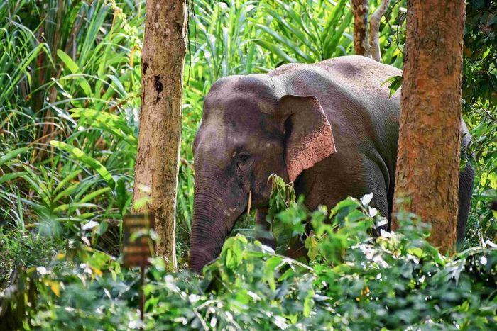 Loài Voi Châu Á đã suy giảm nghiêm trọng ngoài tự nhiên trong nhiều năm qua, thuộc nhóm cực kỳ nguy cấp trong Sách đỏ Việt Nam. Vườn quốc gia Cát Tiên cũng là sinh cảnh hiếm hoi còn ghi nhận hoạt động của loài. Ảnh: Nguyễn Văn Cường