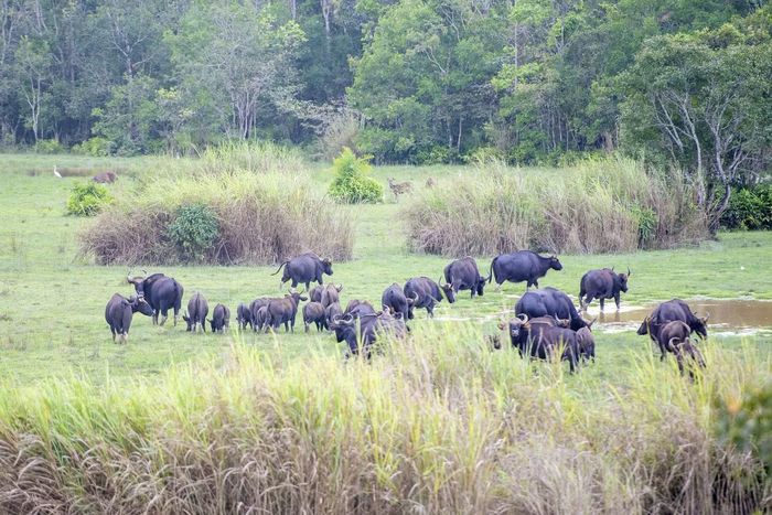 Được UNESCO công nhận là Khu Dự trữ sinh quyển thế giới, Cát Tiên mang trong mình giá trị đặc biệt về bảo tồn thiên nhiên. Nơi đây ghi nhận hơn 1.600 loài thực vật và trên 1.500 loài động vật. Trong ảnh là loài Bò tót - thuộc nhóm nguy cấp trong Sách đỏ Việt Nam. Loài này từng có vùng phân bố rộng lớn trải dài từ Bắc vào Nam nhưng đến nay rất hiếm gặp ngoài tự nhiên. Vườn quốc gia Cát Tiên là sinh cảnh cực kỳ hiếm hoi còn ghi nhận được quần thể đông đảo. Ảnh: Lò Văn Hợp