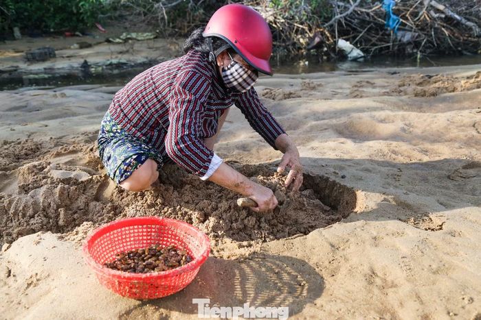 Bà Sáu Giàu (62 tuổi, xã Tuy Phước) cho biết, những con phễnh tươi ngon là sản vật tự nhiên gắn bó với đời sống người dân ven sông.