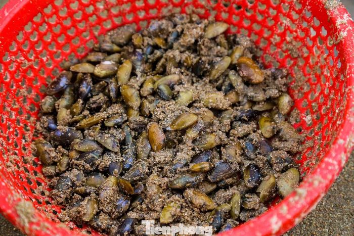 Hiện phễnh nguyên vỏ được người dân bán với giá 30.000 đồng/kg. Sau khi bóc vỏ, làm sạch, giá bán có thể lên tới 100.000 đồng/kg.