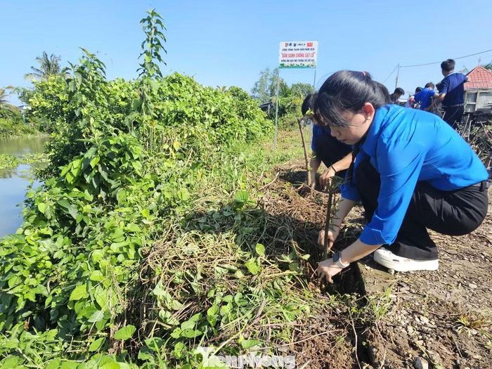 Chị Nguyễn Thị Phương Dung - Bí thư Xã Đoàn Tân Lược cho biết, những năm qua, tuổi trẻ địa phương đã tích cực tham gia nhiều hoạt động về bảo vệ môi trường, như thu gom rác, trồng cây xanh, xây dựng nông thôn mới. Đặc biệt, việc trồng 1.000 cây bần ven sông hôm nay góp phần chống sạt lở bờ sông, bảo vệ hệ sinh thái và thích ứng với biến đổi khí hậu. “Đây là công trình mang ý nghĩa thiết thực, thể hiện tinh thần xung kích, tình nguyện của tuổi trẻ trong việc chung tay bảo vệ môi trường và phát triển bền vững địa phương”, chị Dung nói.