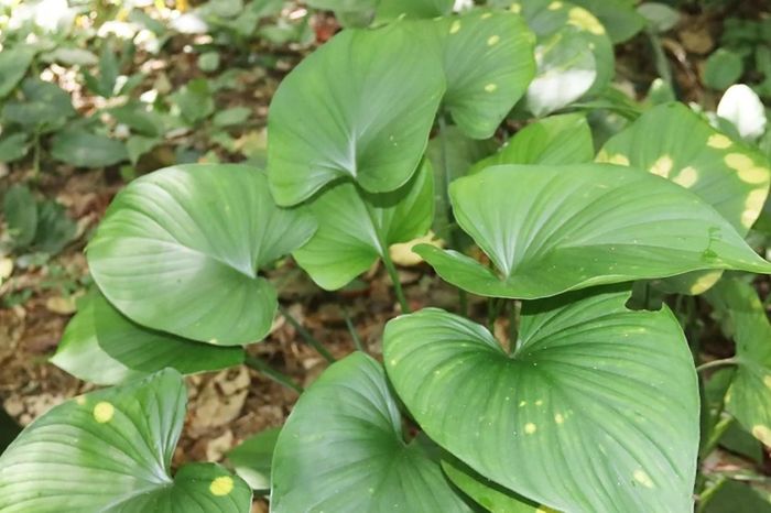 Công ty TNHH MTV Lâm nghiệp và Dịch vụ Hương Sơn phát triển cây thiên niên kiện dưới tán rừng, góp phần tăng độ che phủ thực vật tầng dưới, nâng cao hiệu quả quản lý, phát triển bền vững.