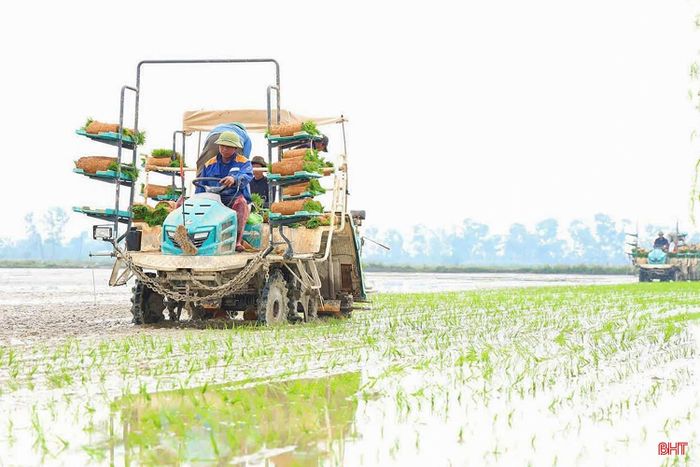 Nhiều địa phương đang mở rộng các mô hình sản xuất hữu cơ, sử dụng mạ khay, máy cấy, hạn chế sử dụng thuốc bảo vệ thực vật trong sản xuất lúa.
