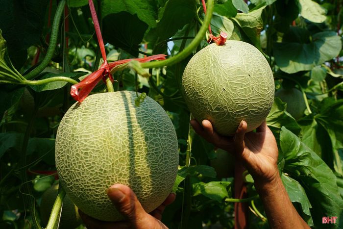 Đến nay, sau khoảng 3 tháng trồng và chăm sóc, nhiều diện tích dưa lưới đã bước vào giai đoạn chuẩn bị cho thu hoạch.