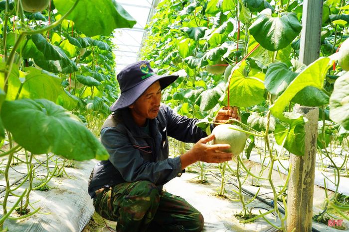 Ông Dương Công Tiến (thôn Xuân Sơn, xã Toàn Lưu) cho hay: “So với các năm trước, năm nay dưa lưới đạt chất lượng tốt hơn, trái tròn, mẫu mã đẹp. Thương lái đã đến để đặt hàng trước nên không lo về đầu ra. Mức giá hiện tại trên thị trường cũng dao động từ 20-25 nghìn đồng/kg. Mức giá này là khá cao nên gia đình rất phấn khởi”.