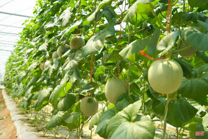Dưa lưới xanh là một trong những giống dưa được người dân thôn Xuân Sơn, xã Toàn Lưu đưa vào sản xuất nhiều năm nay.