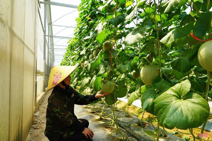 Từ những hiệu quả mang lại, mô hình trồng dưa lưới trong nhà màng tiếp tục được người dân Xuân Sơn duy trì và mở rộng. Đây được xem là hướng đi phù hợp trong phát triển nông nghiệp ứng dụng công nghệ cao ở địa phương.