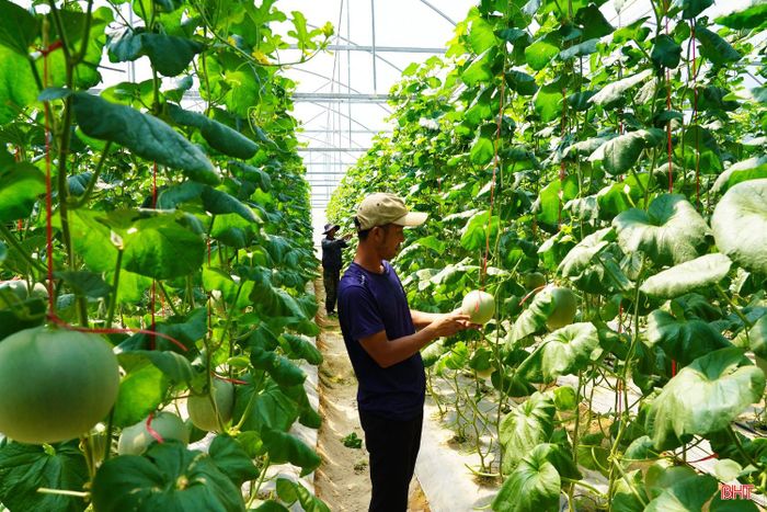 Các hộ dân cho biết, thời điểm này, nhiều thương lái cũng đã đến vườn để khảo sát, đặt mua dưa lưới.