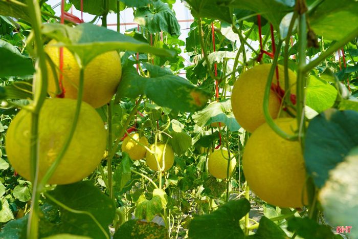 Bên cạnh dưa lưới xanh, nhiều hộ dân thôn Xuân Sơn còn trồng thêm giống dưa lưới vàng để đa dạng sản phẩm. Các giống dưa đều cho chất lượng quả ổn định.