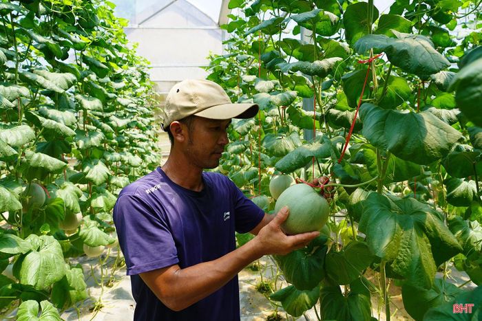 Anh Dương Đình Nam (thôn Xuân Sơn, xã Toàn Lưu) cho biết: “Năm nay, gia đình tôi trồng gần 1.500 gốc dưa lưới trong nhà màng. Nhờ chăm sóc đúng quy trình kỹ thuật, vườn dưa phát triển tốt, hiện quả đã đạt trọng lượng từ 1,5 – 2kg/quả, mẫu mã đẹp, dự kiến khoảng 10 ngày nữa có thể xuất bán”.