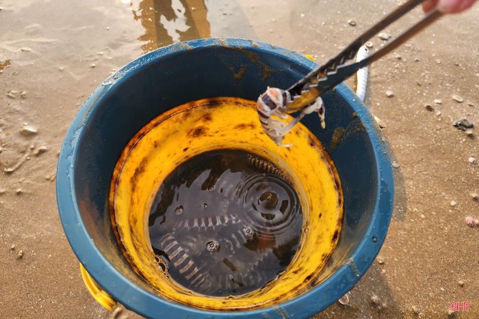 Con "chiến lợi phẩm" đầu tiên nhanh chóng được các em nhặt bỏ vào xô. Dù chỉ là những con tôm tít nhỏ nhưng cũng đủ mang lại niềm vui và sự hào hứng cho một buổi trải nghiệm cùng gia đình. Với nhiều em, đây cũng là lần đầu tiên được tìm hiểu về một loài hải sản quen thuộc của vùng biển quê hương.