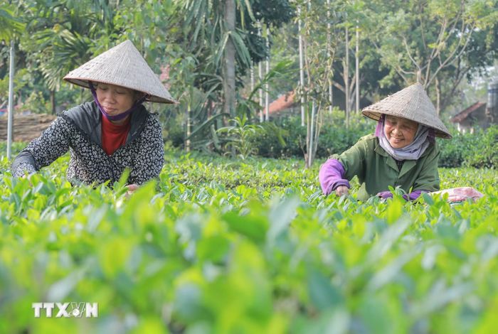 Hà Nội phát triển kinh tế vùng đồng bào dân tộc thiểu số theo hướng xanh, bền vững. (Ảnh: Phan Phương/TTXVN)