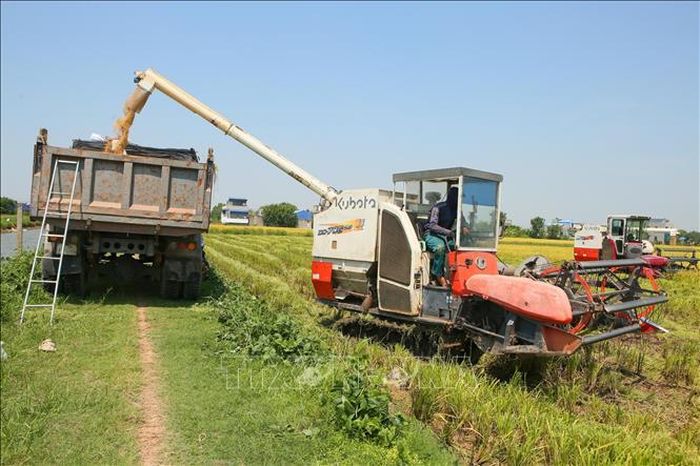 Máy gặt lúa đổ thóc vào xe tải trên cánh đồng lúa xã Trực Ninh.
