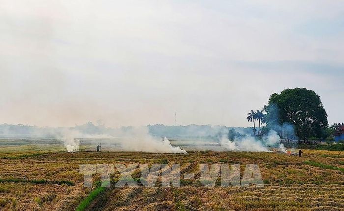 Đốt rơm rạ tạo lượng lớn khói gây ô nhiễm môi trường ở Quảng Trị. Ảnh: Tường Vi – TTXVN