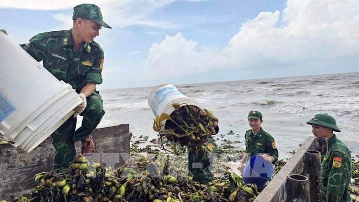 Lực lượng vũ trang tham gia thu gom lục bình, rác trên bãi biển Hồ Tràm sáng 5/6. Ảnh: Đoàn Mạnh Dương-TTXVN