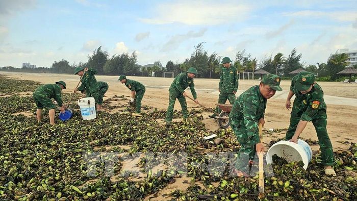 Lực lượng vũ trang tham gia thu gom lục bình, rác trên bãi biển Hồ Tràm sáng 5/6. Ảnh: Đoàn Mạnh Dương-TTXVN