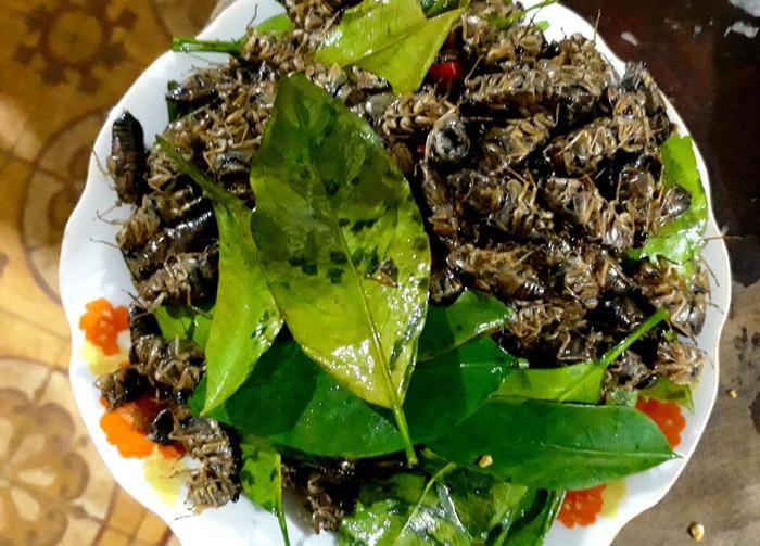 Món ve sầu rang lá chanh ở vùng cao Nghệ An. Ảnh: báo Nghệ An.