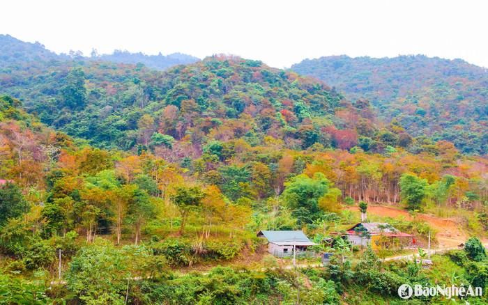 Vẻ đẹp của những rừng cây ở miền Tây Nghệ An. Ảnh: báo Nghệ An.