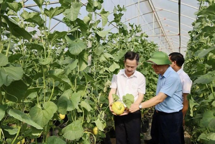 Các đại biểu tham quan mô hình sản xuất dưa vàng tại xã Thọ Lập.