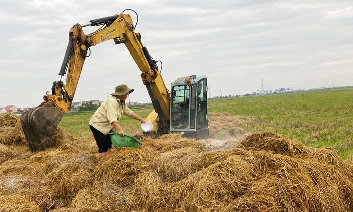  Người dân phường Trạm Lộ trộn chế phẩm vi sinh với các loại phân bón vô cơ, hữu cơ để xử lý rơm, rạ ngay sau khi thu hoạch lúa. 