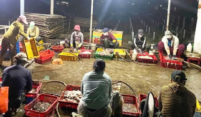  Hoạt động sơ chế mực xà gây ô nhiễm nghiêm trọng nguồn nước và không khí, nên việc xử lý dứt điểm là rất cấp thiết. Ảnh: Văn Lực 