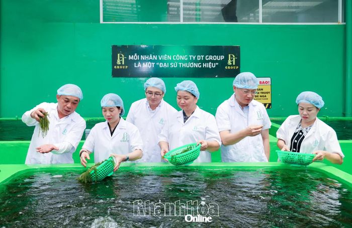 Đoàn khảo sát tìm hiểu quy trình sản xuất rong nho tại Công ty Cổ phần Rong biển DT Khánh Hòa.