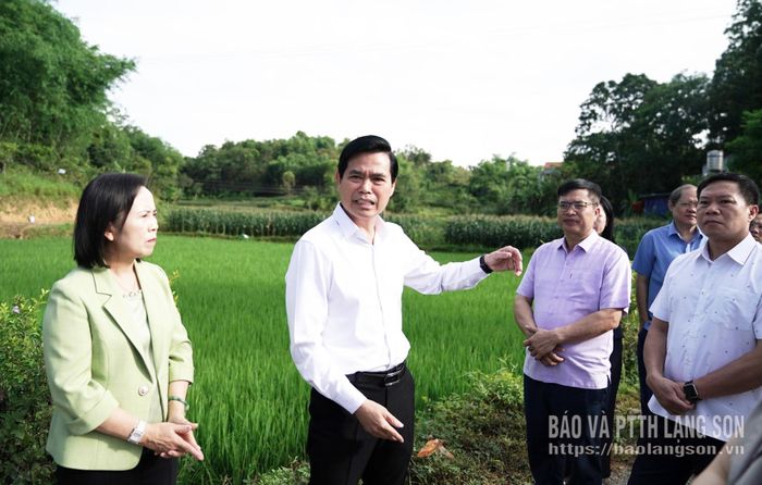 Các đồng chí lãnh đạo tỉnh và đoàn công tác kiểm tra địa điểm dự kiến xây dựng Trường Phổ thông nội trú liên cấp Tiểu học và THCS xã Quốc Việt