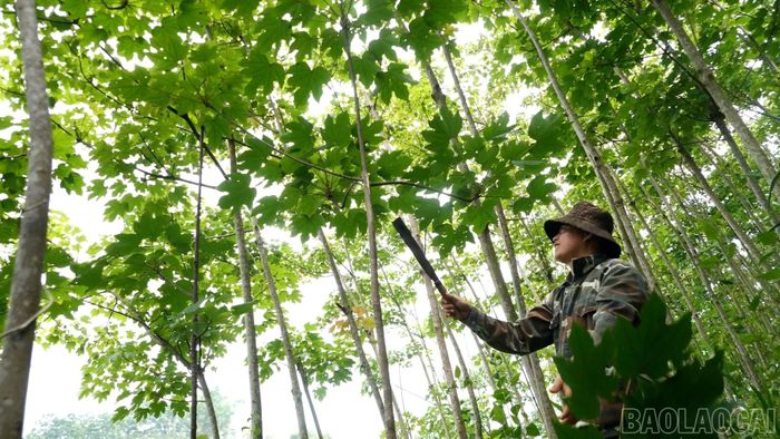 Nhiều diện tích đồi trước đây trồng sắn nay đã được phủ xanh bằng quế, keo và các loại cây lâm nghiệp.